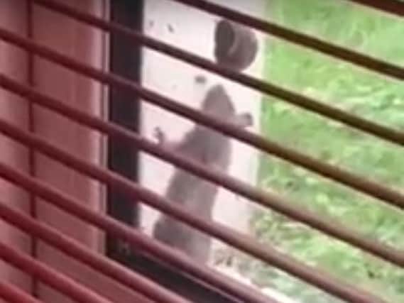 One resident filmed a rat climbing along her windowsill before scurrying up the wall and onto the roof.