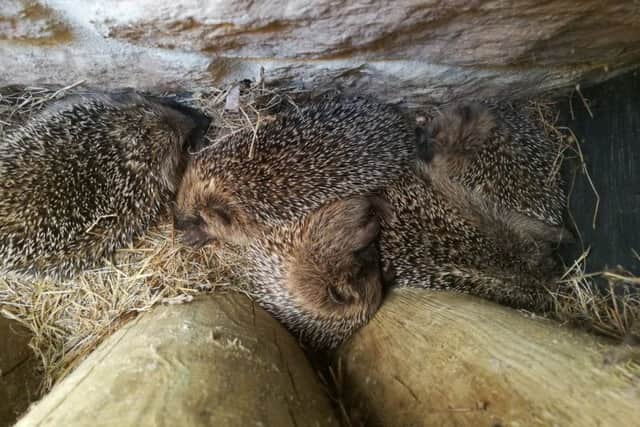 This family of hedgehogs was discovered snuggled up behind a bike rack at one of the lodges in Center Parcs Woburn Forest