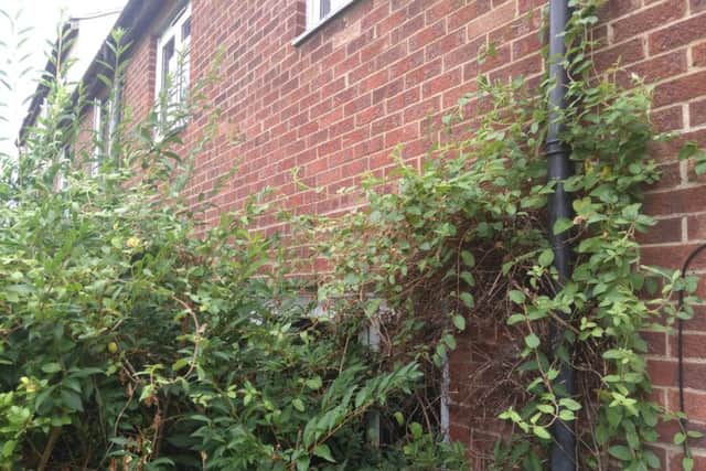 The ground floor windows have been obscured by the overgrown plants