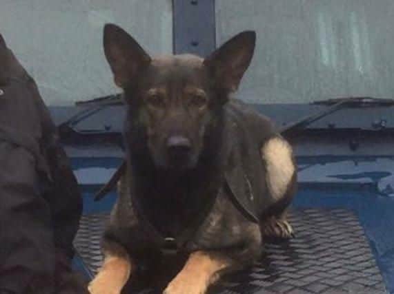 Police dog Nala. Picture courtesy of @emopssdogs on Twitter