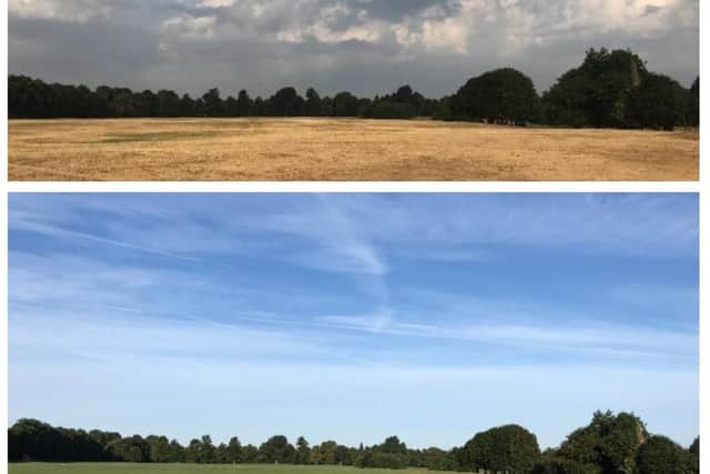 Three weeks on the Racecourse is looking healthier than during the heatwave. Picture via @NNweather
