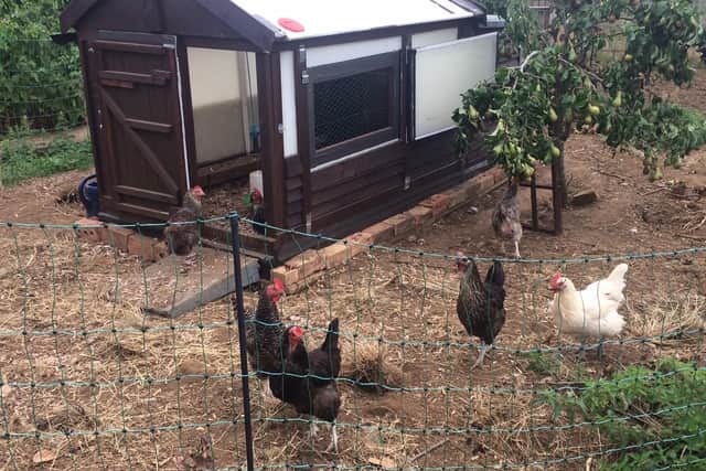 One gardener's chickens were released in the vandalism. Three have disappeared, as well as one resident's pet duck.