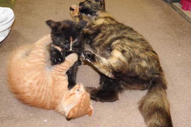 Left to right: Morrison, Victoria and Becket were rescued from Beckett's Park.