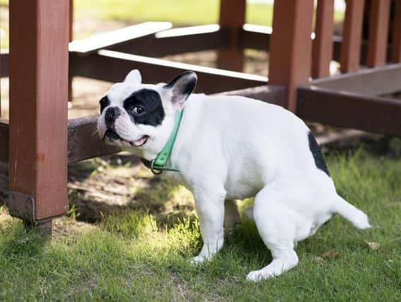 The walk this way project has plotted a route though Bradlaugh Fields to send pet owners past nine dog mess bins. (Photo credit: Shutterstock).