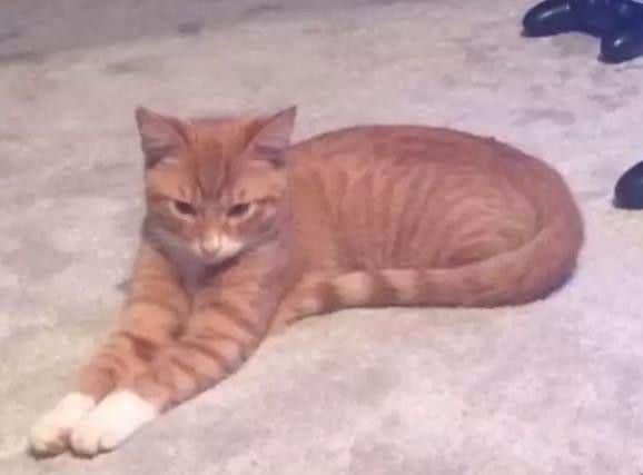 Rusty, who was dumped in a plastic bag on her doorstep in Betjeman Court, Kingsley in August 2017
