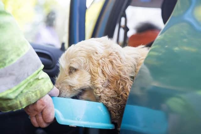 Dog Becky has been adopted by the couple after her first owners passed away.