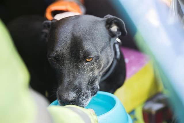 Titan was also adopted by Nigel and Jennifer - who won't part with their dogs. Pictures: Kirsty Edmonds.
