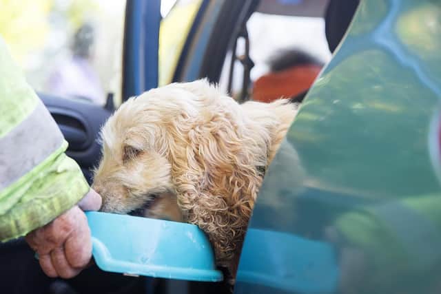 Dog Becky has now been adopted by the couple after her first owners passed away. Pictures: Kirsty Edmonds.