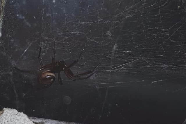 An "infestation" of false widow spiders has been reported at a Northampton secondary school.