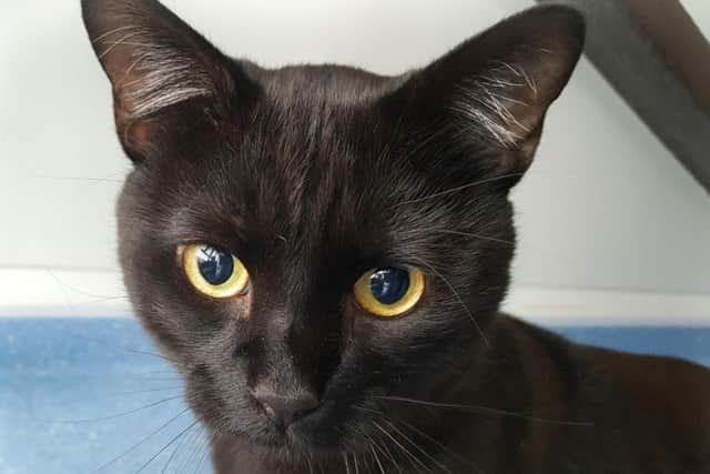 Buddy is around 4 years old and looking for a home where he will be given time to settle into a routine.