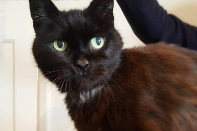 Are you looking for a happy, loves a fuss, type of cat? Well Joey could be ideal for you!