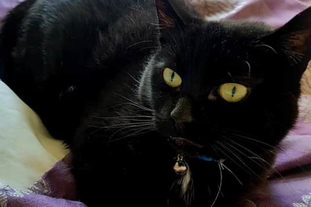 Sally is happy to laze around the house on her own but also enjoys fuss and attention.