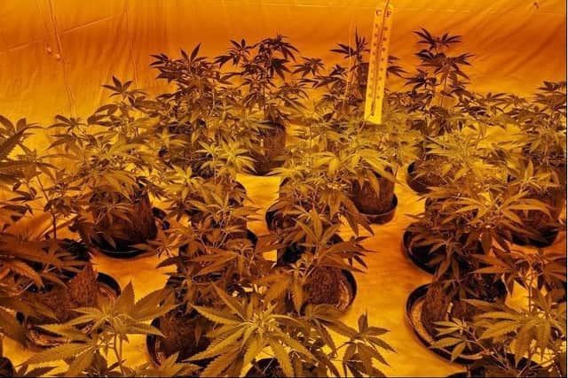 Police have released this picture of the cannabis factory found in Corby
