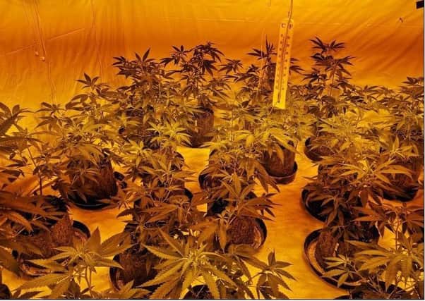 Police have released this picture of the cannabis factory found in Corby