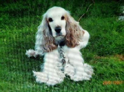 Have you seen Ellie Belle?