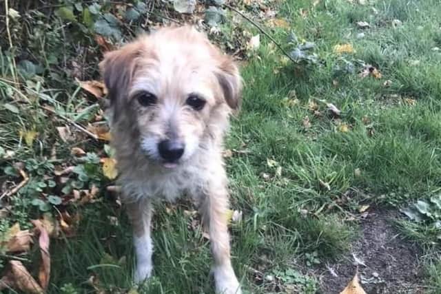 The Olney Terrier has been spotted across Northamptonshire, and most recently in Northampton.