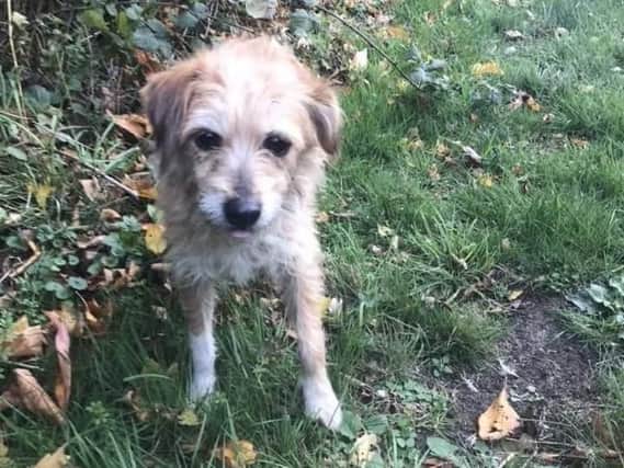 The Olney Terrier has been spotted across Northamptonshire, and most recently in Northampton.