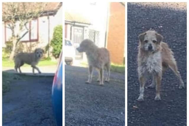 Over 450 people have joined a Facebook group to find her and bring her safely to a vet.