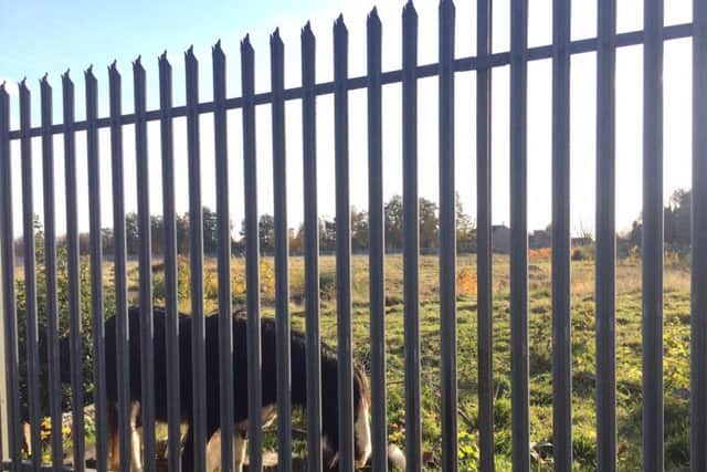 A horse has reportedly been by itself on a fenced-off field in a Northampton neighbourhood for weeks.