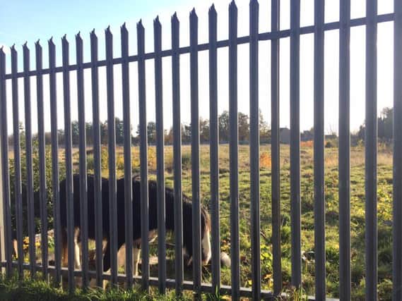 A horse has reportedly been by itself on a fenced-off field in a Northampton neighbourhood for weeks.