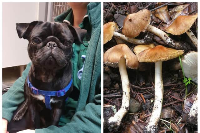 Poorly pug Dave ate a batch of toxic mushrooms in his garden.