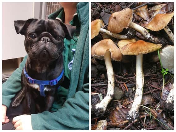 Poorly pug Dave ate a batch of toxic mushrooms in his garden.