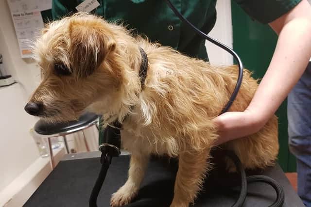 The Olney Terrier has been brought safely to a vet after weeks on the run.