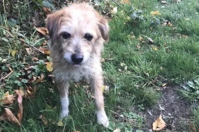 The terrier was first spotted in Olney on October 31 and has been wandering Northamptonshire for over 53 days.