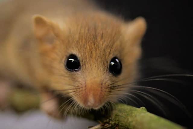 Dormice near the M1 is affecting how the roadworks will be carried out in the New year.