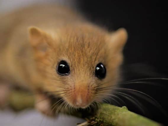 Dormice near the M1 is affecting how the roadworks will be carried out in the New year.