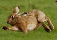 Dog owners taking part in hare coursing can be fined up to 5,000