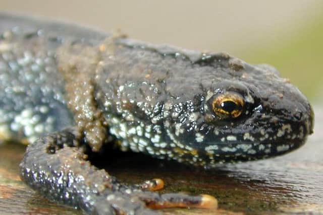 The discovery of Great Crested Newts led to delays in the project, and increased costs