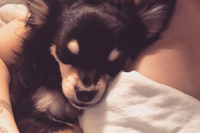 A pet chihuahua is spending its second day lost in Northamptonshire today after he escaped from a car crash.
