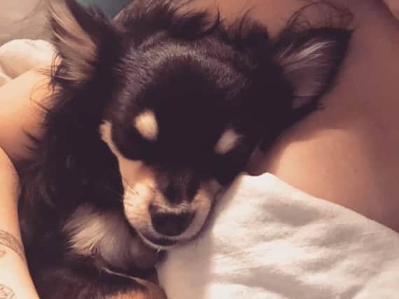 A pet chihuahua is spending its second day lost in Northamptonshire today after he escaped from a car crash.