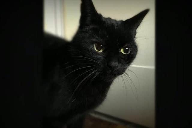 Greetings from Mrs Waddles! An independent lady who was signed over by her owner. She is nine-years-old and looking for a quiet home where she can relax. Mrs W would probably prefer not to share her home with other cats or dogs.