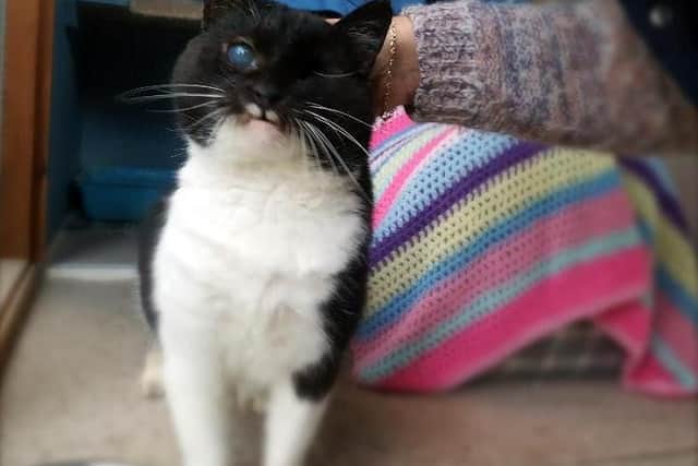 Poor Eric. This eight-year-old has lost one eye and is partially-sighted in the other, and also has the disease FIV. Can you find a soft spot and give Eric a quiet indoor home?