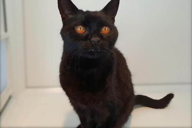 Presenting beautiful Cecelia, a 17-year-old affectionate cat who came to the cattery with her brother Cecil when their owner could no longer care for them.
