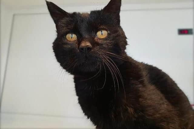 Handsome Cecil has come into care along with his sister Cecelia. He is 17 and apart from being a little arthritic is in good health and adores fuss.