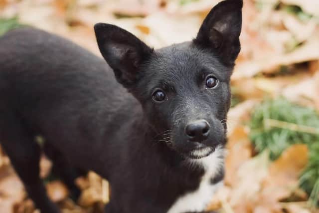 The rules over pet passports could change with a no-deal Brexit.