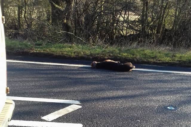 A passing motorist took this picture of the hound at the side of the busy road.