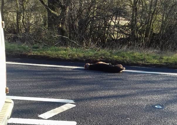 A passing motorist took this picture of the hound at the side of the busy road.