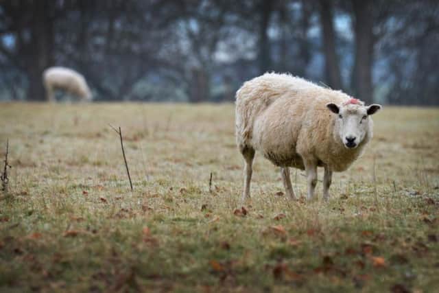 Northamptonshire police has recently launched a new rural crime strategy to tackle issues such as sheep rustling.