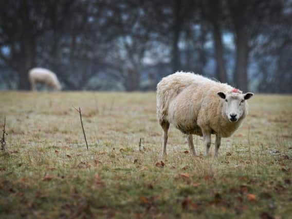 Northamptonshire police has recently launched a new rural crime strategy to tackle issues such as sheep rustling.