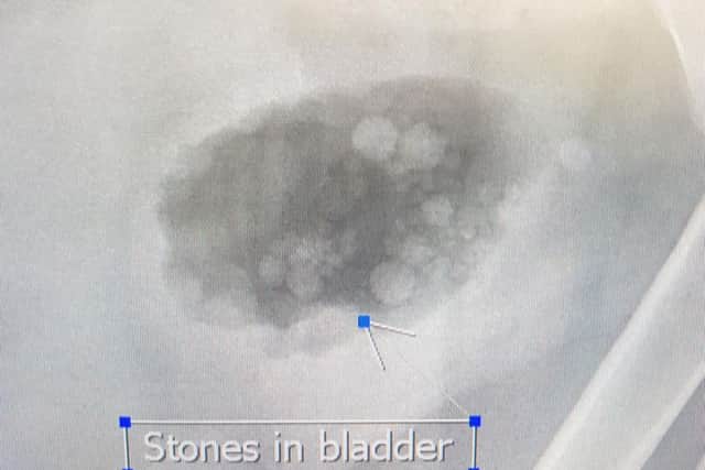 The surgeons at Spinney Vets realised Blammo's life was at risk if they didn't remove the stones.