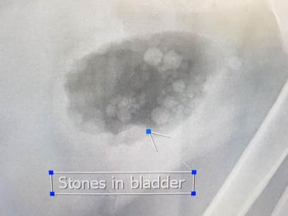 The surgeons at Spinney Vets realised Blammo's life was at risk if they didn't remove the stones.
