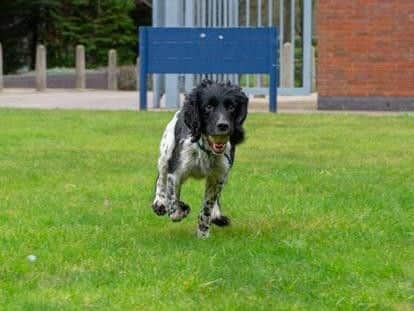 Police dog Charlie pictured settling into the job with his favourite tennis ball.
