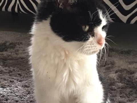 Unfortunately Chloe had to be put to sleep about a week later following heart problems