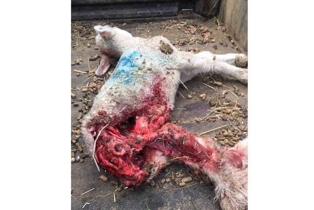 The upsetting images have been released by police to remind dog owners why they need to control their pets.