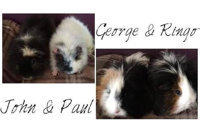George, Ringo, Paul and John are in need of new homes.