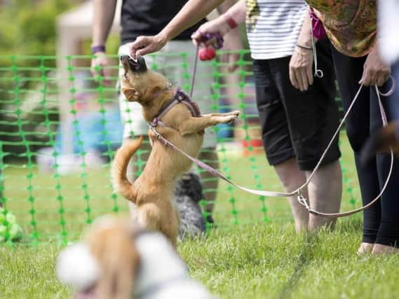Every dog can have their day on Becket's Park this June.